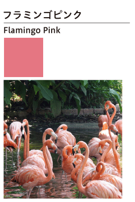 フラミンゴピンク：Flamingo Pink